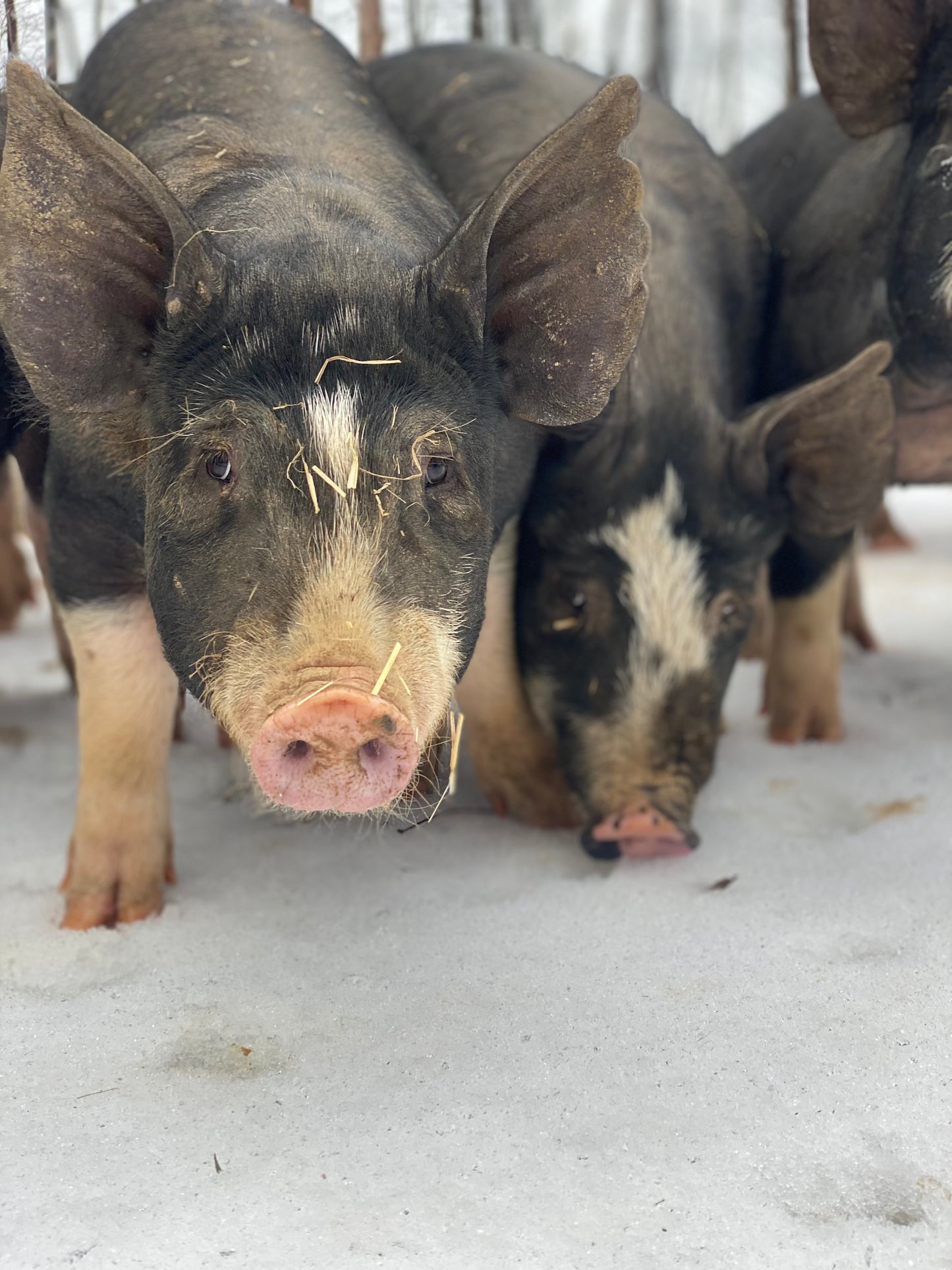 Woodlands raised Berkshire Pork Shares **Deposit Only**