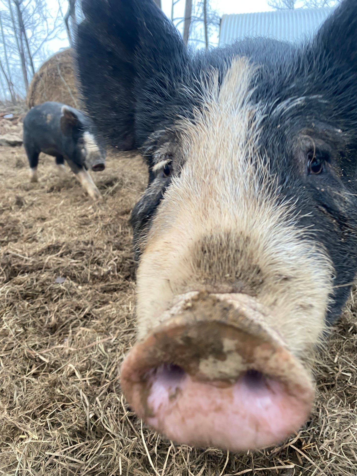 Woodlands raised Berkshire Pork Shares **Deposit Only**