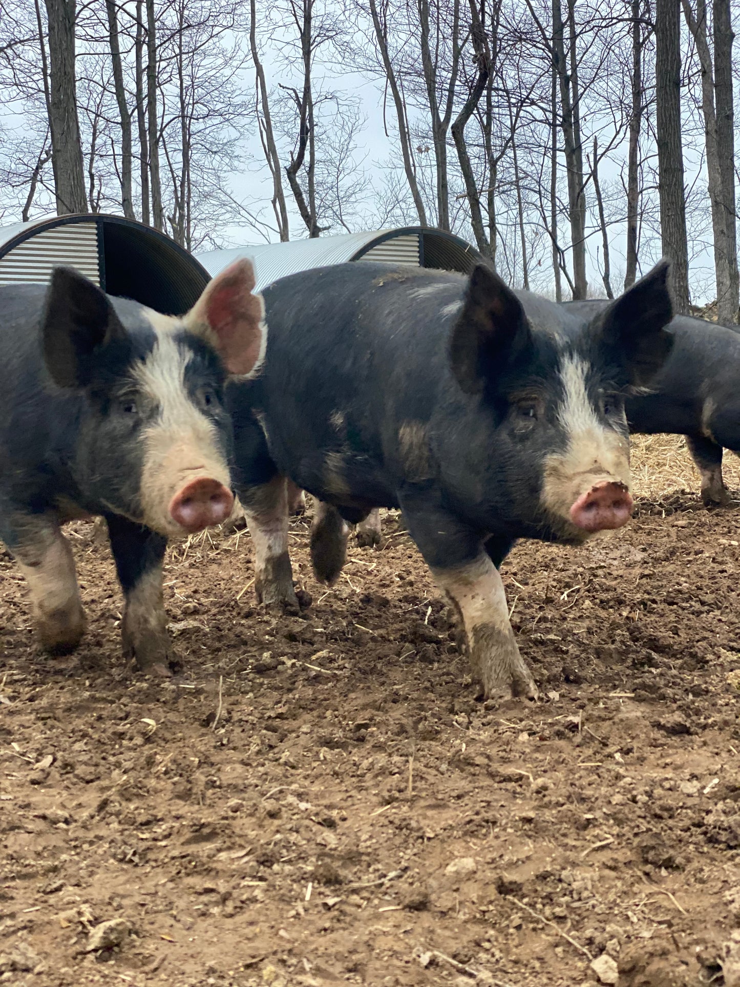 Woodlands raised Berkshire Pork Shares **Deposit Only**