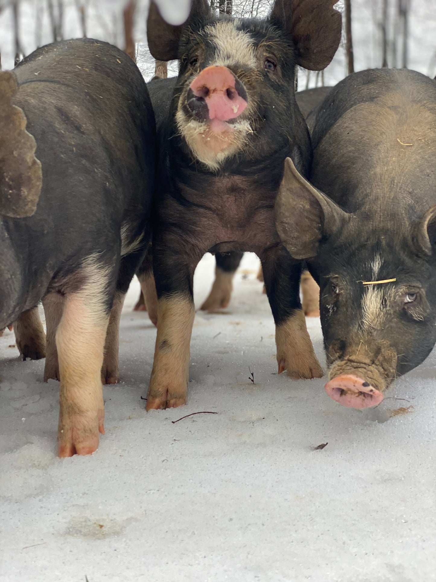 Woodlands raised Berkshire Pork Shares **Deposit Only**