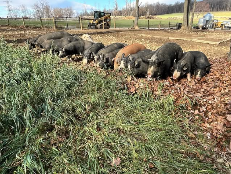 Woodlands raised Berkshire Pork Shares **Deposit Only**