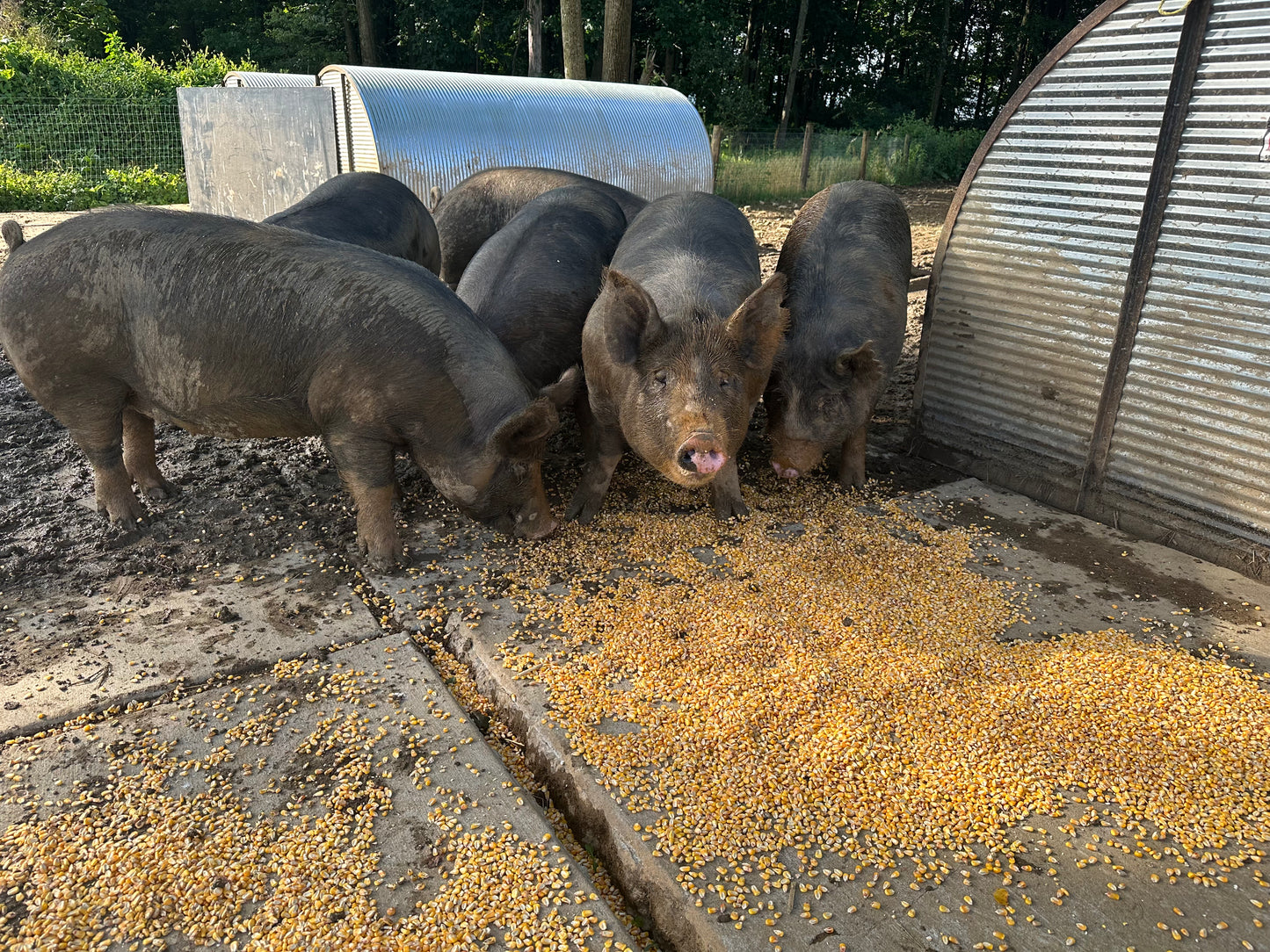 Woodlands raised Berkshire Pork Shares **Deposit Only**