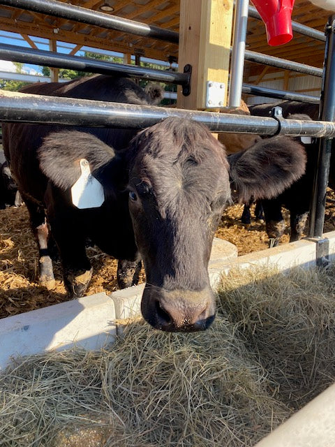 Beef Share - Reserve yours today!